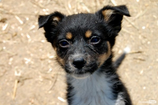 Іноземці безплатно стерилізуватимуть луцьких собак
