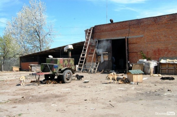 Іноземці безплатно стерилізуватимуть луцьких собак