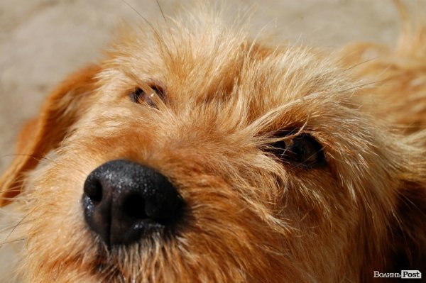 Іноземці безплатно стерилізуватимуть луцьких собак