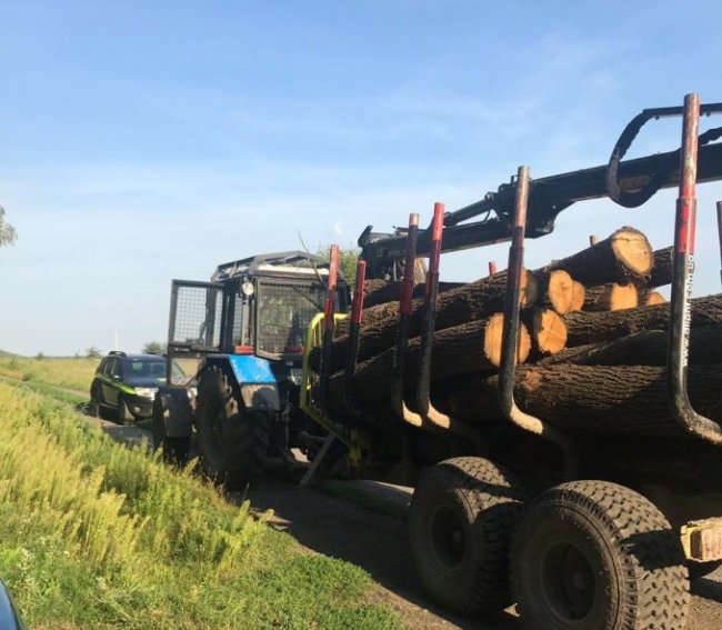 Волинське приватне підприємство незаконно вирубувало ліс. ФОТО