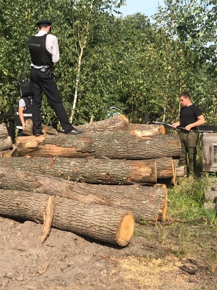 Волинське приватне підприємство незаконно вирубувало ліс. ФОТО