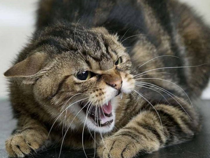 У домашнього кота на Волині виявили сказ: тварина покусала власницю