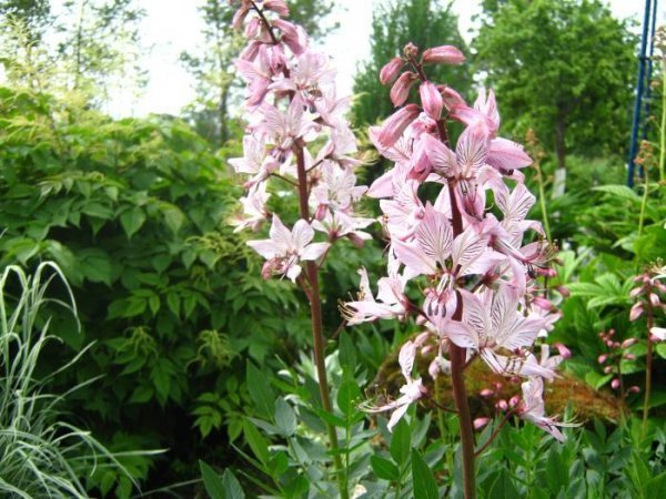 Неопалима купина - отруйна рослина