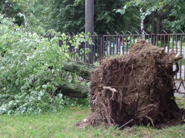 Буревій вивернув дерево на території ЛНТУ