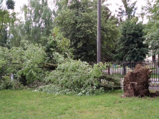 Буревій вивернув дерево на території ЛНТУ