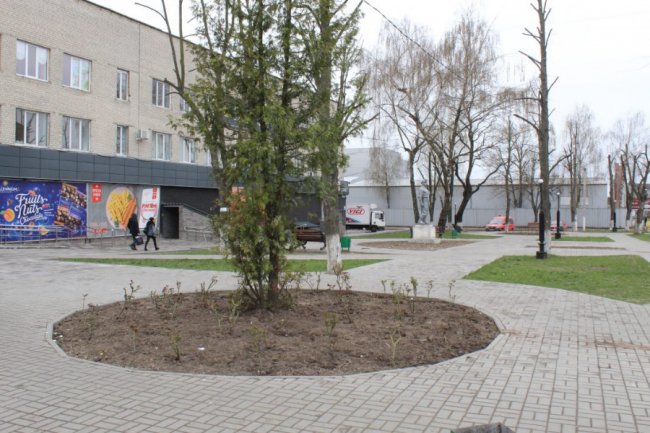 У Нововолинську невідомі вкрали з клумби 25 кущів троянд. ФОТО