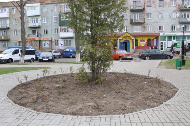 У Нововолинську невідомі вкрали з клумби 25 кущів троянд. ФОТО