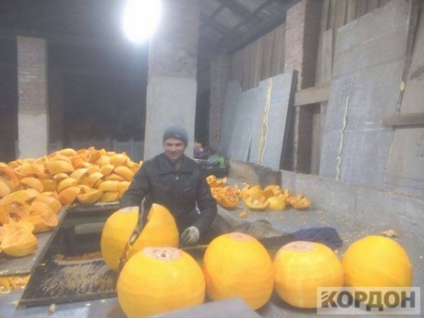 Важкі гроші: як волиняни заробляють 700 гривень за день на гарбузах