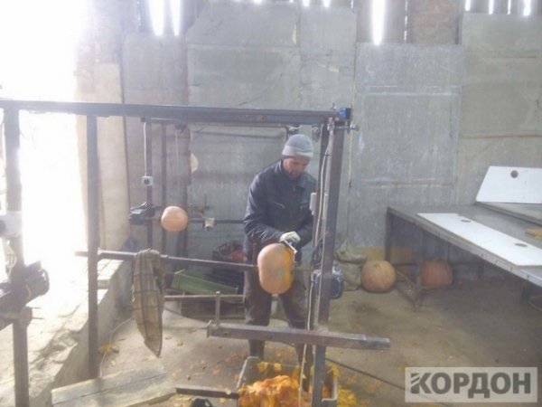 Важкі гроші: як волиняни заробляють 700 гривень за день на гарбузах