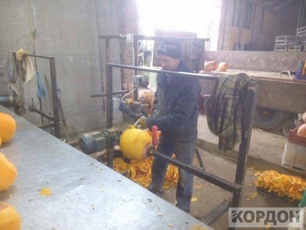 Важкі гроші: як волиняни заробляють 700 гривень за день на гарбузах