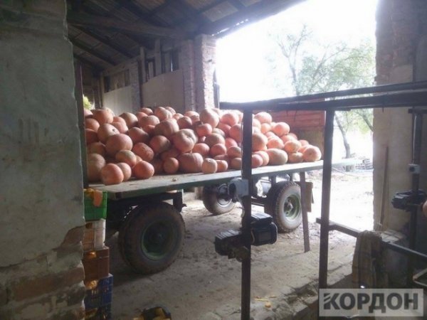 Важкі гроші: як волиняни заробляють 700 гривень за день на гарбузах