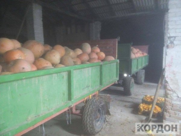 Важкі гроші: як волиняни заробляють 700 гривень за день на гарбузах