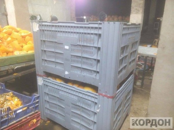 Важкі гроші: як волиняни заробляють 700 гривень за день на гарбузах