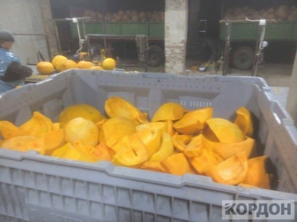 Важкі гроші: як волиняни заробляють 700 гривень за день на гарбузах