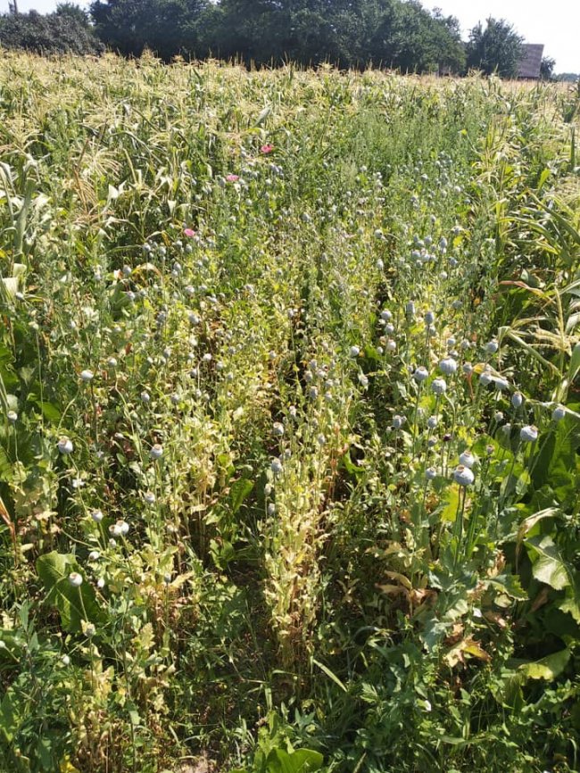 У Ківерцівському районі  поліцейські на городі знайшли великі посіви снодійного маку