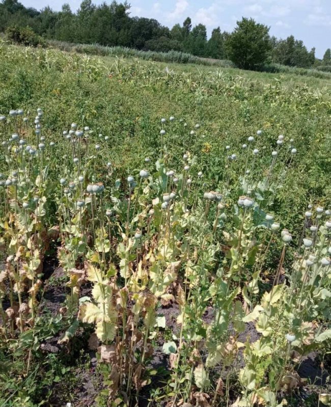 У Ківерцівському районі  поліцейські на городі знайшли великі посіви снодійного маку