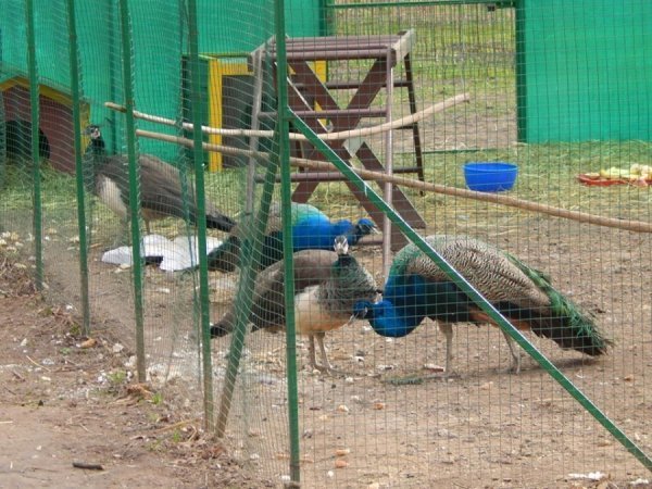 У літніх вольєрах віднедавна і дві пари павичів 