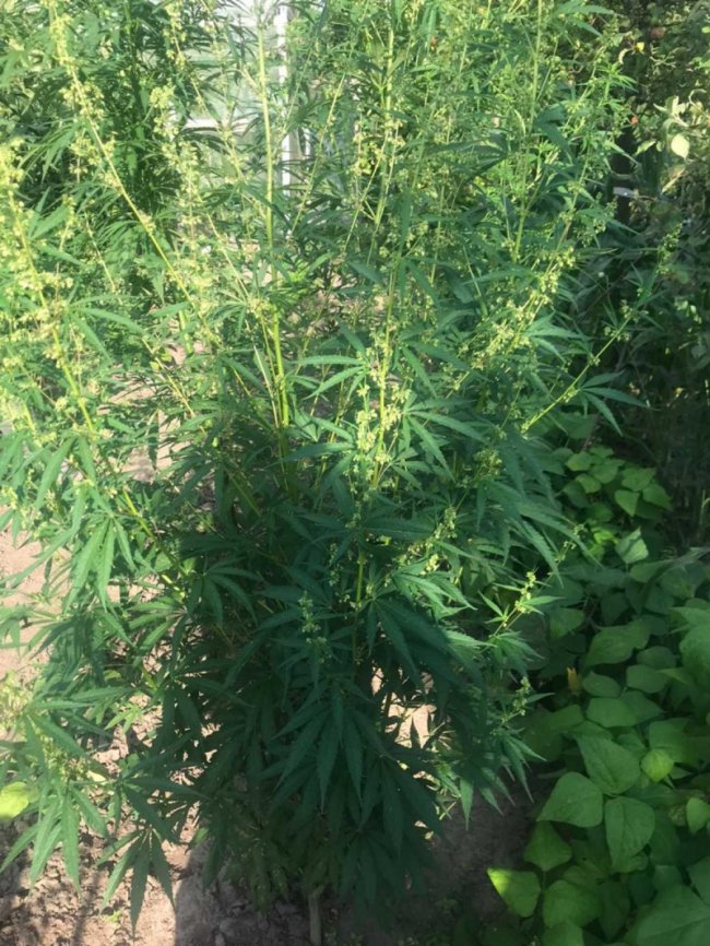 Під Луцьком пенсіонерка вирощувала на городі мак та коноплі. ФОТО