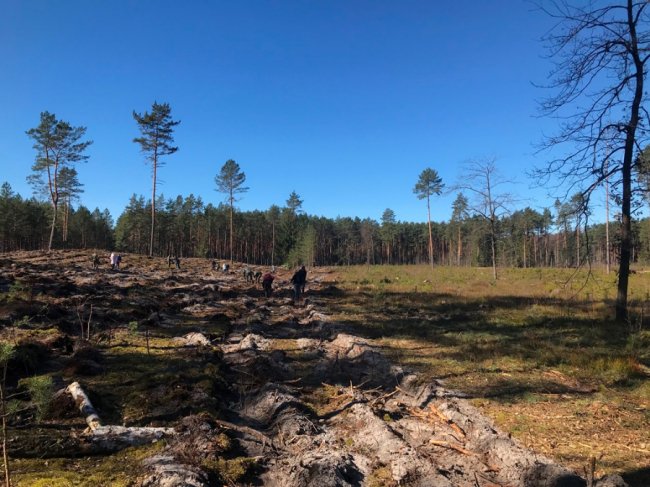 Користь для довкілля і «тімбілдингу»: фірма з Луцька у вихідний висадила гектар лісу. ФОТО