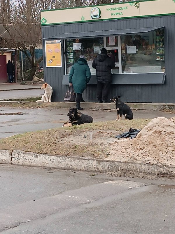 Для боротьби із безпритульними псами у громаді на Волині залучили поліцію