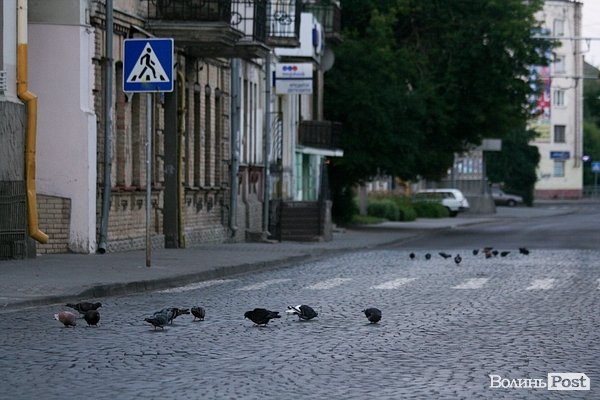 Зранку королі вулиць - голуби