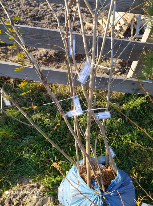 У селі на Волині школярі створили дендропарк. ФОТО