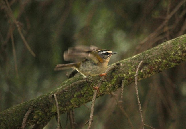 На території волинського нацпарку оселилась рідкісна пташка. ФОТО