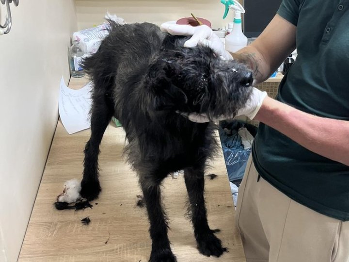 Бив струмом і закопав: волинянин знущався з собаки, за справу взялась поліція