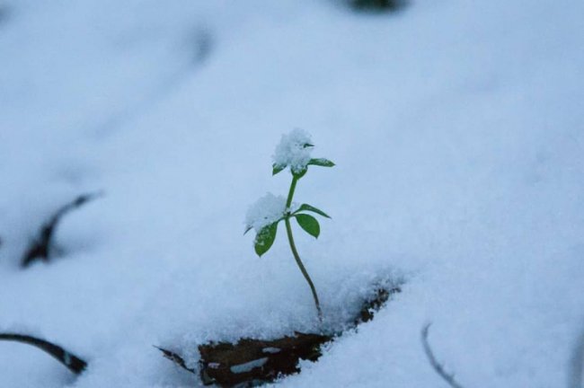 «Зі снігом усе гарніше»: волинський журналіст поділився світлинами «сплячої» природи