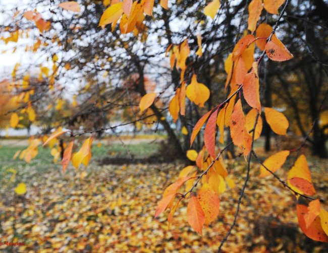 «Останнє золото»: фотограф показав осінню красу Луцька