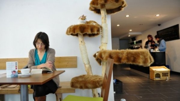 У Мюнхені зʼявилося кафе, де можна погратися з котами. ФОТО