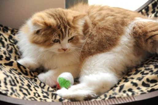 У Мюнхені зʼявилося кафе, де можна погратися з котами. ФОТО