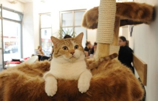 У Мюнхені зʼявилося кафе, де можна погратися з котами. ФОТО