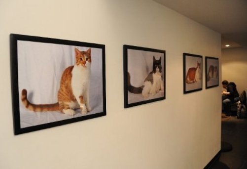 У Мюнхені зʼявилося кафе, де можна погратися з котами. ФОТО