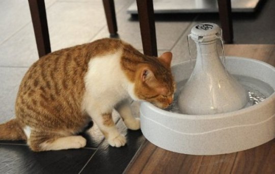 У Мюнхені зʼявилося кафе, де можна погратися з котами. ФОТО