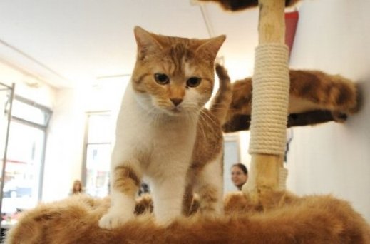 У Мюнхені зʼявилося кафе, де можна погратися з котами. ФОТО