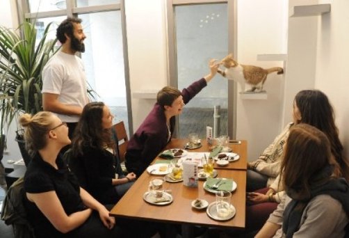 У Мюнхені зʼявилося кафе, де можна погратися з котами. ФОТО