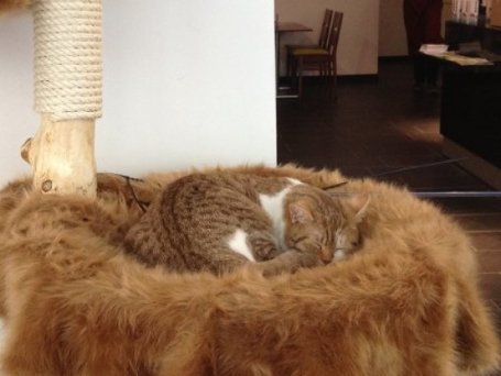 У Мюнхені зʼявилося кафе, де можна погратися з котами. ФОТО