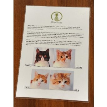 У Мюнхені зʼявилося кафе, де можна погратися з котами. ФОТО