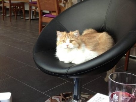 У Мюнхені зʼявилося кафе, де можна погратися з котами. ФОТО