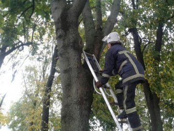 У місті на Волині врятували кота, який не міг самостійно злізти з дерева