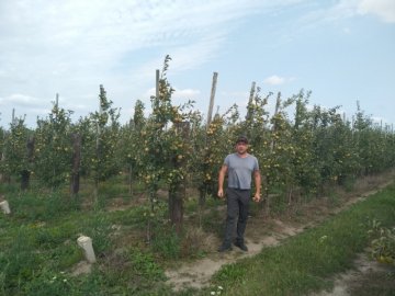 На Волині фермер вирощує 6 сортів яблук. ФОТО