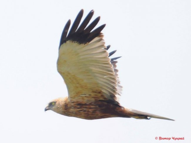 Неначе князь Любарт оглядає землі свої, - луцький фотограф про птаха