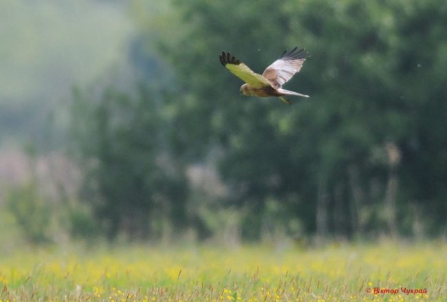 Неначе князь Любарт оглядає землі свої, - луцький фотограф про птаха