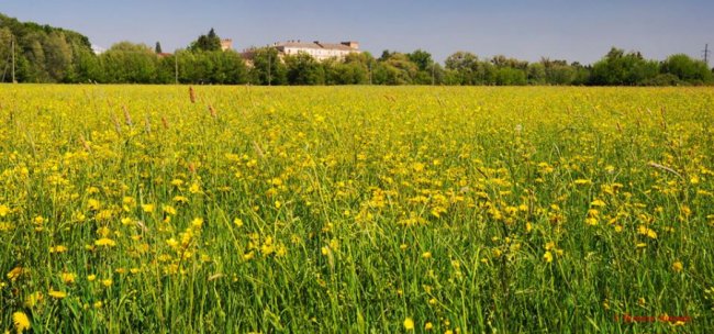 Неначе князь Любарт оглядає землі свої, - луцький фотограф про птаха