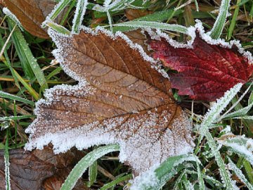 Синоптикиня розповіла, які області в Україні цими вихідними накриють заморозки