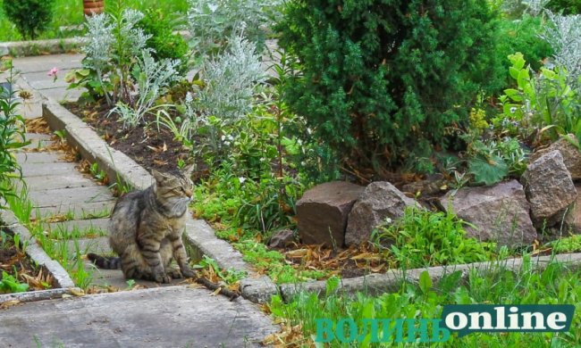 Коти на луцьких вулицях. ФОТО