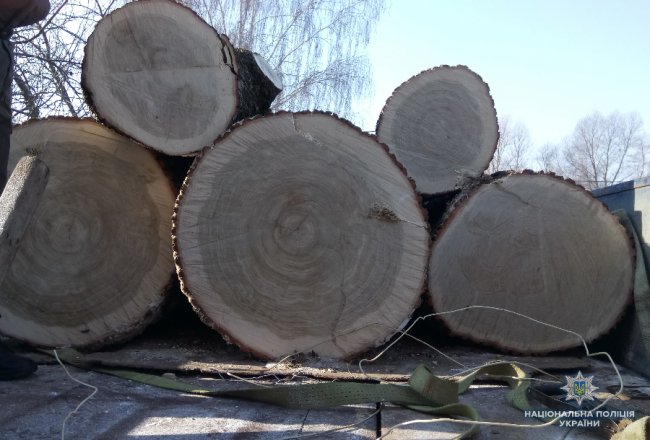 Волинянин віз вантажівку деревини з фальшивими документами. ФОТО