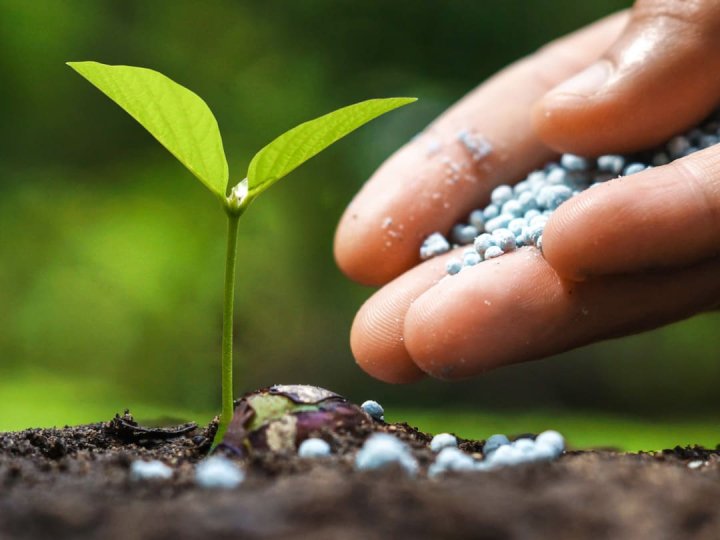 Як підвищити врожайність без перевитрат: роль правильно підібраних добрив