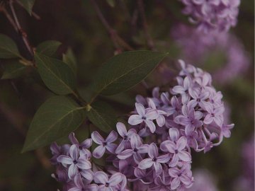 Добрі новини від ВолиньPost за 10 травня